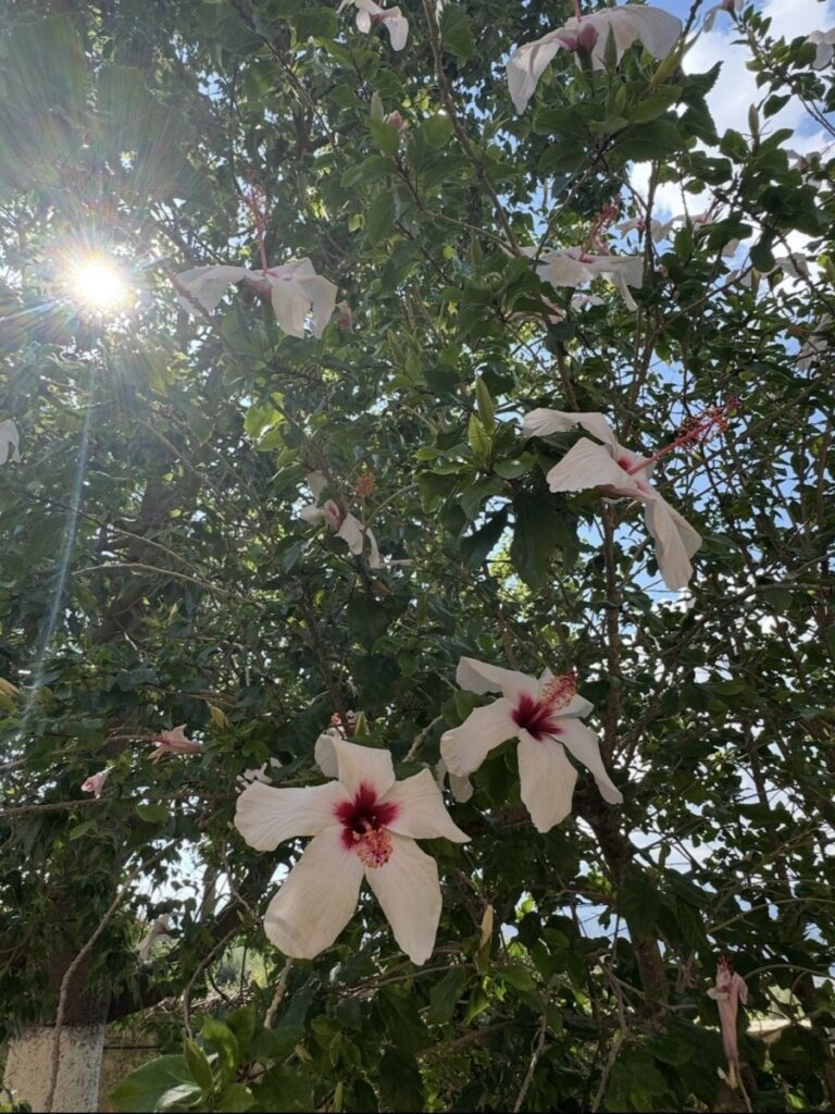 White hibiscus flowers with sunlight through the leaves