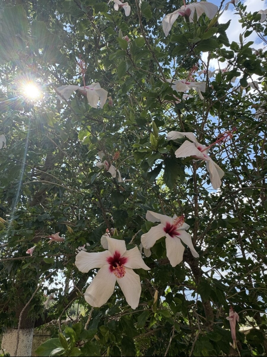White hibiscus flowers with sunlight through the leaves