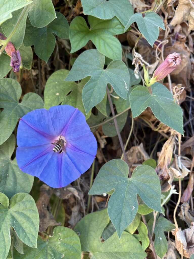 Blue morning glory flower among green leaves