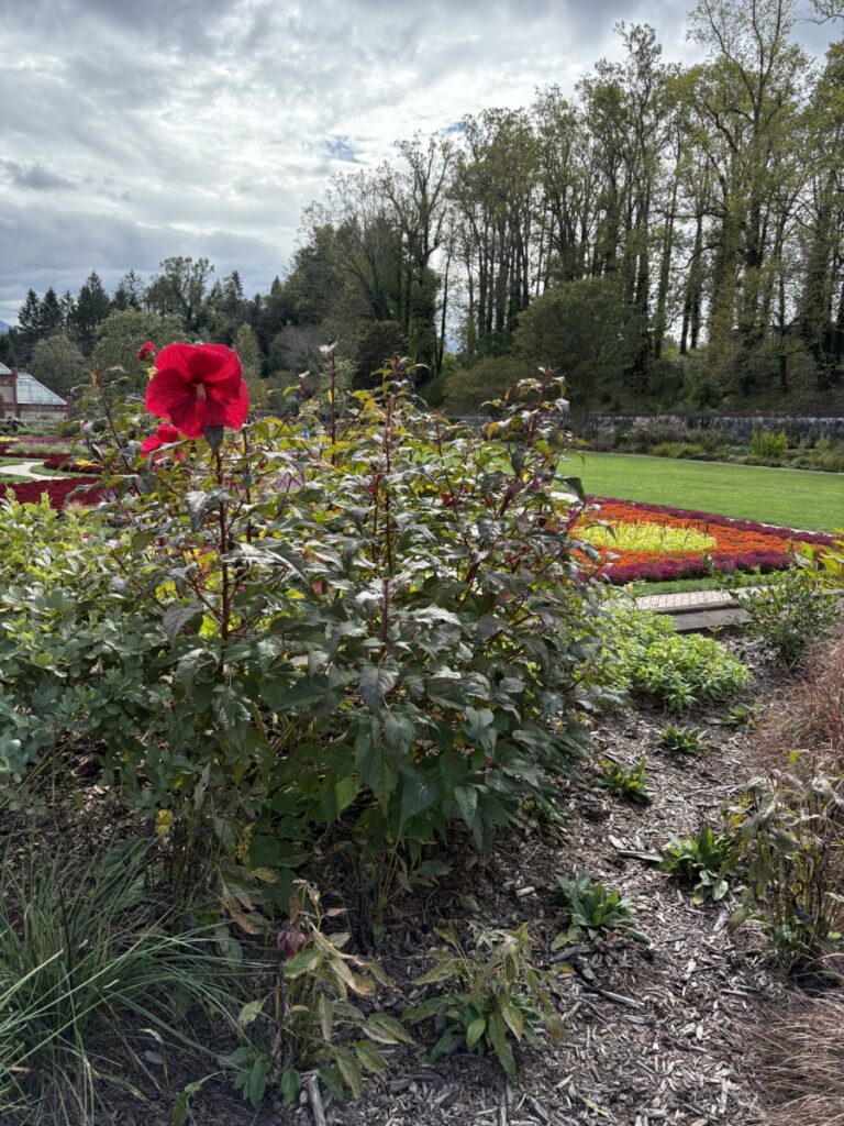 Red flower in a garden under a cloudy sky