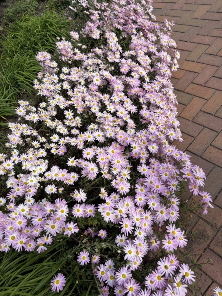 Lavender daisy-like flowers spilling over a brick path