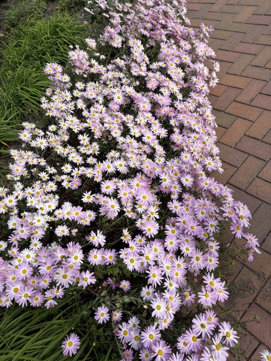 Lavender daisy-like flowers spilling over a brick path