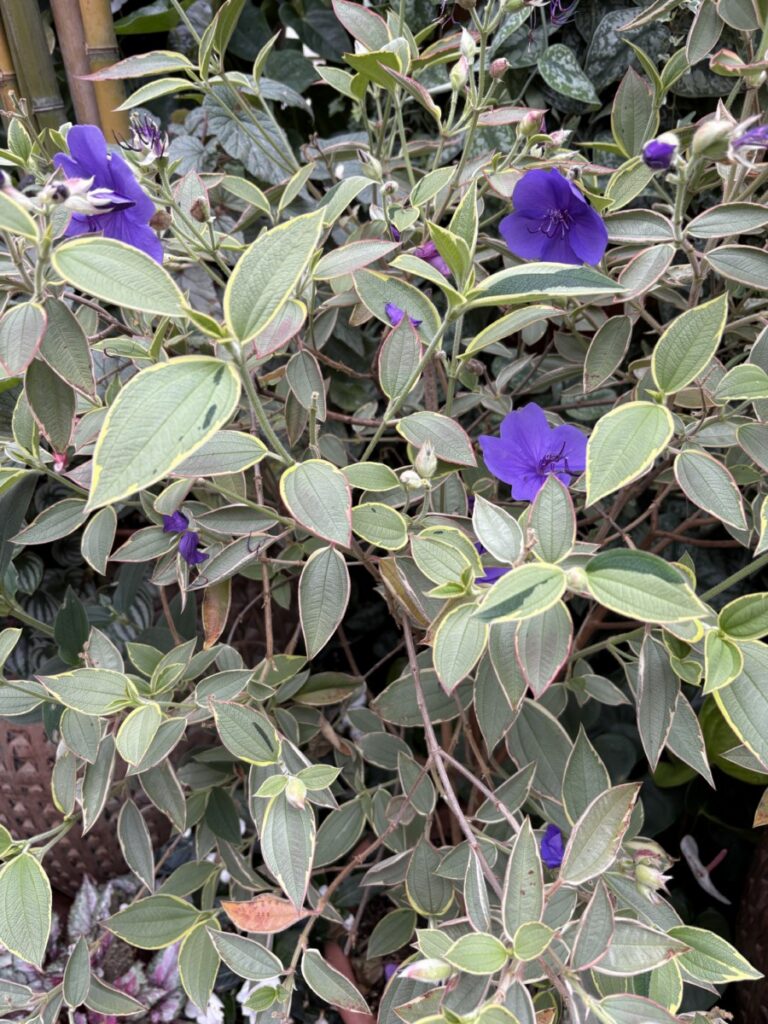 Purple flowers among variegated green leaves