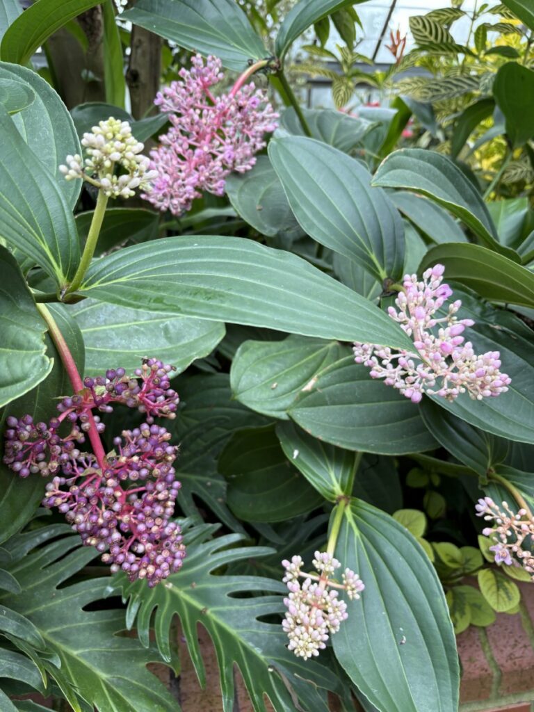 Pink flower clusters among broad green leaves