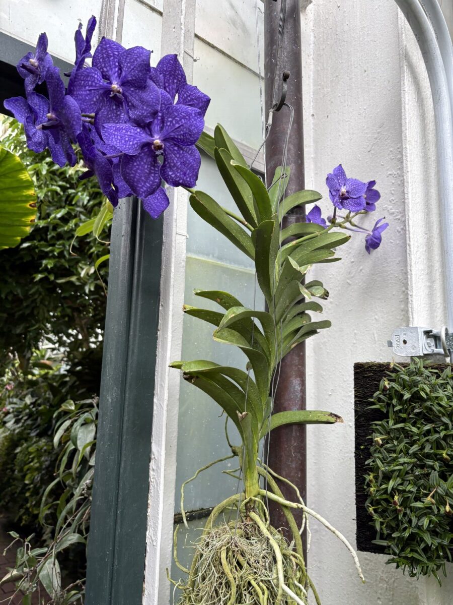 Purple orchid blooming in a greenhouse