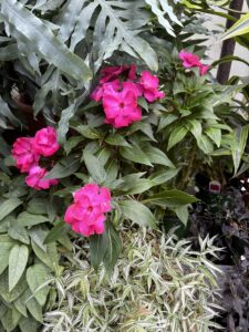 Bright pink flowers among green leaves