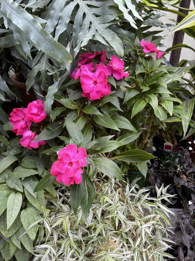 Bright pink flowers among green leaves