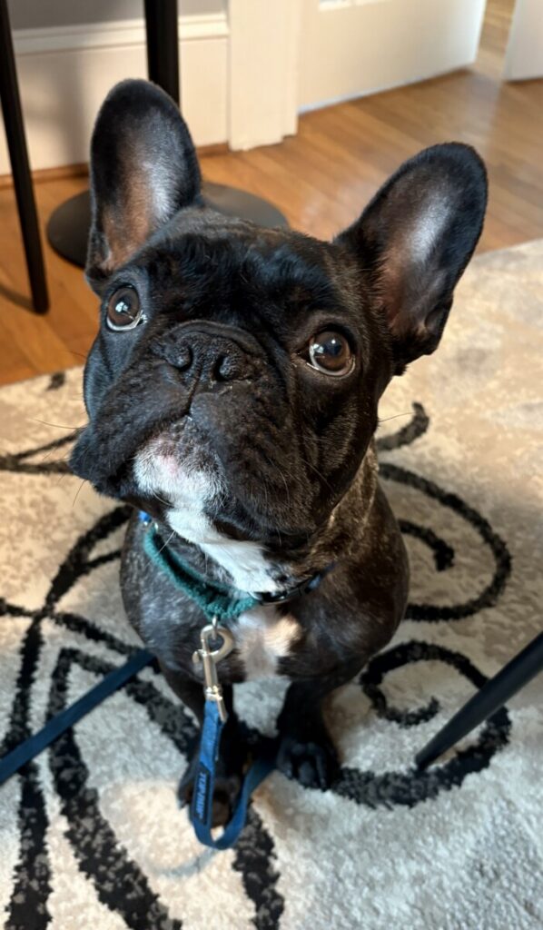 Hendersonville Emotional Support Dog