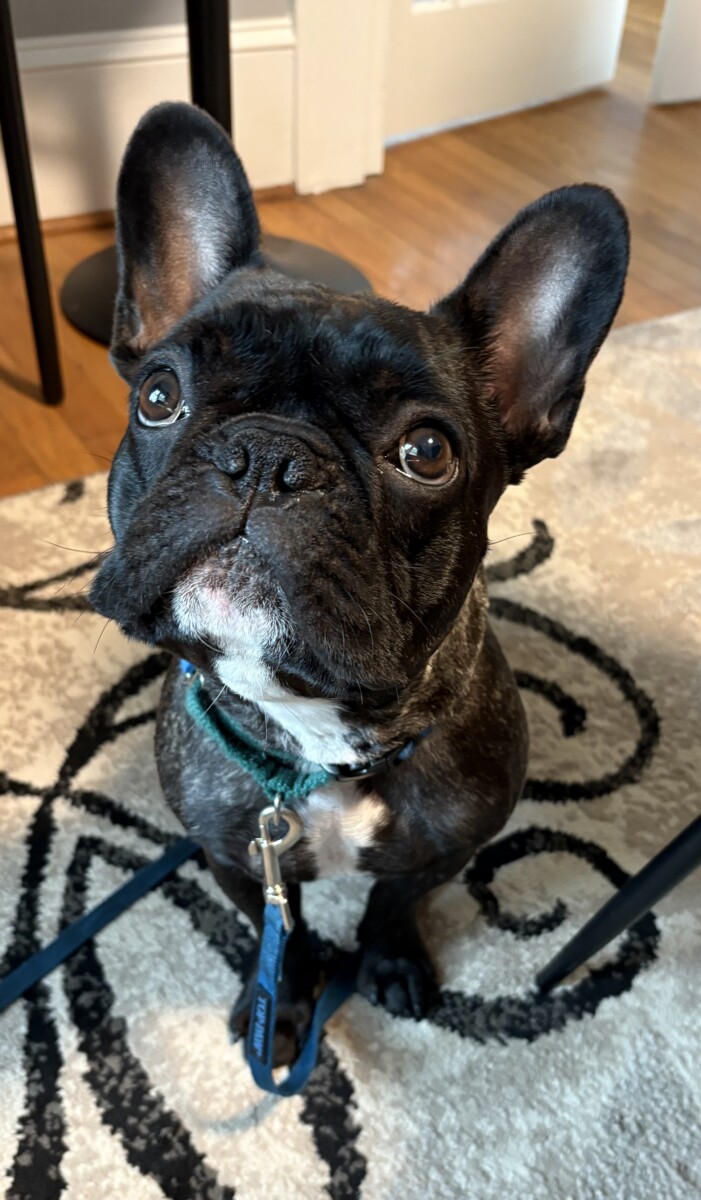 Hendersonville Emotional Support Dog