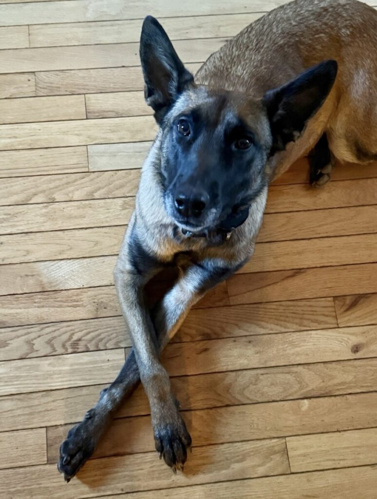 Asheville Emotional Support Dog