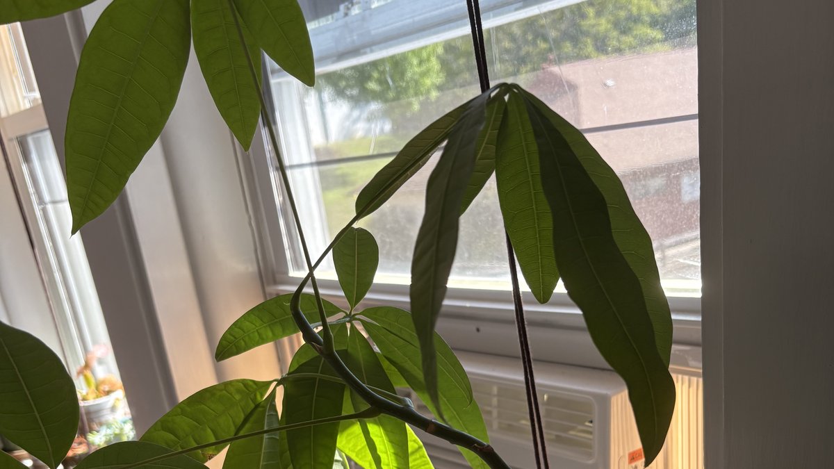 Green money tree plant growing in a bright sunny window